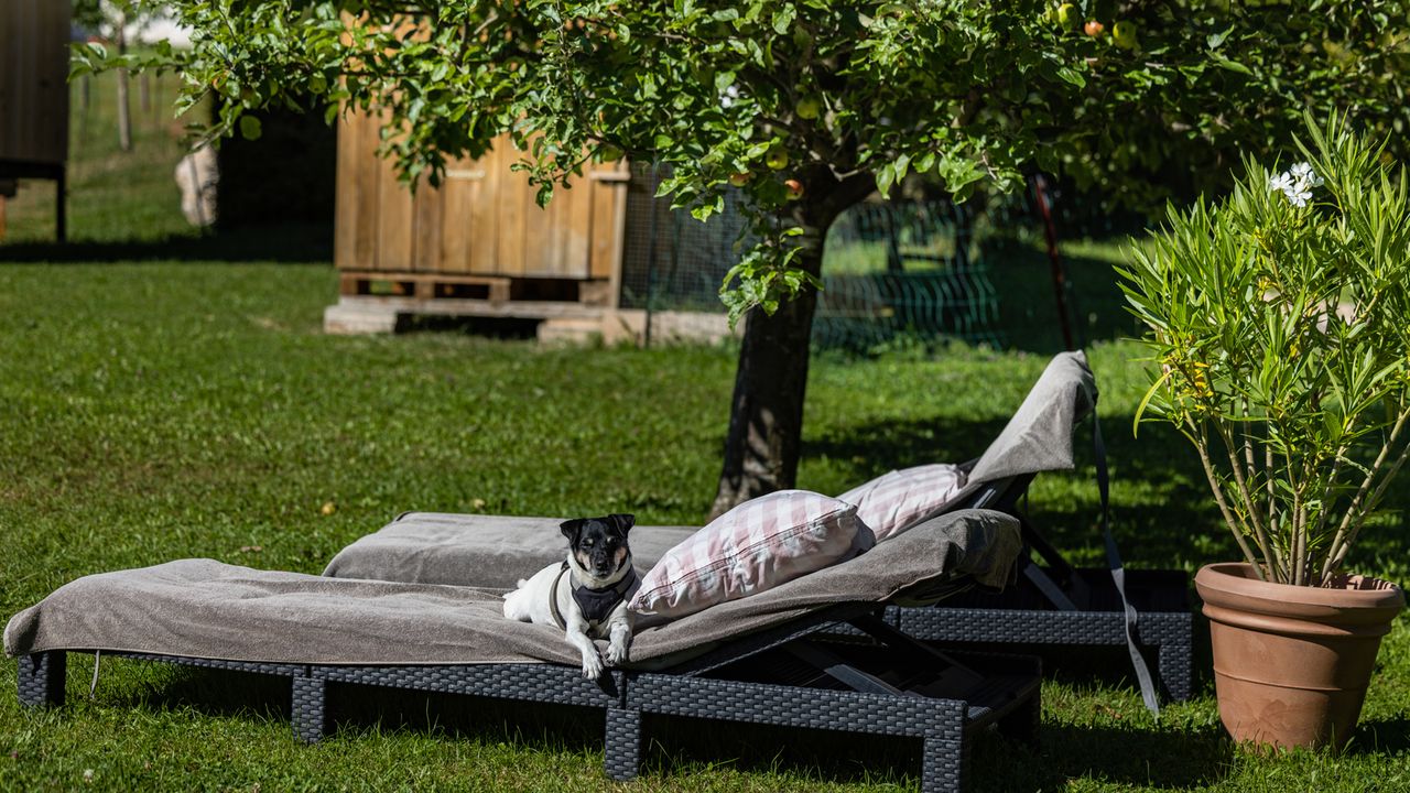 Hunde willkommen Hunde willkommen